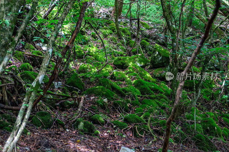 布科山的森林，Chihibu市，saitama pref